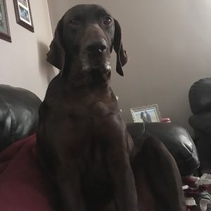 Meet your Posher, Jake